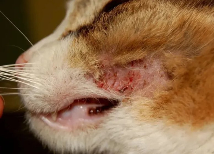 猫莫名其妙的就秃了, 网友:春天嘛,八成是想恋爱想秃了!