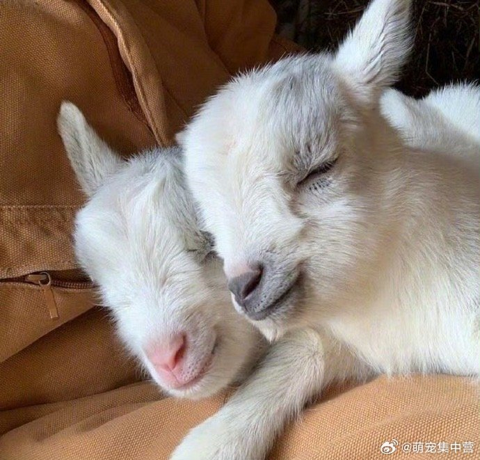 羊羊那么可爱 无时无刻不在微笑