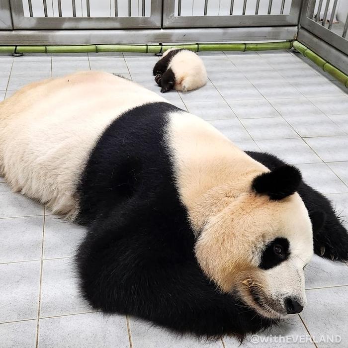爱宝乐园公开双胞胎熊猫幼崽出生69天的照片!
