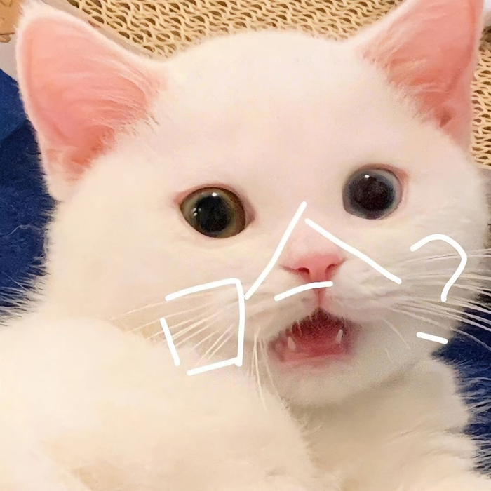 可可爱爱的猫咪表情包