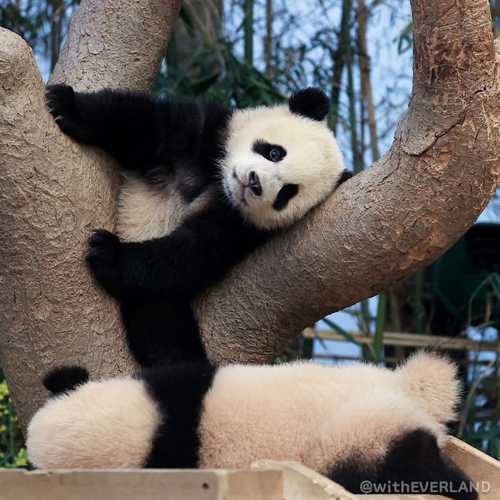 熊猫幼崽辉宝和睿宝出生244天了