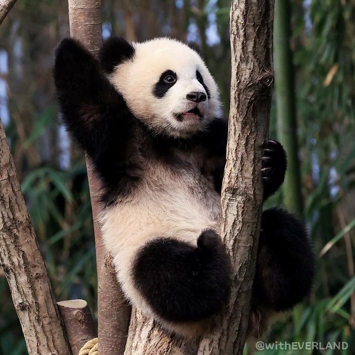 熊猫幼崽辉宝和睿宝出生244天了