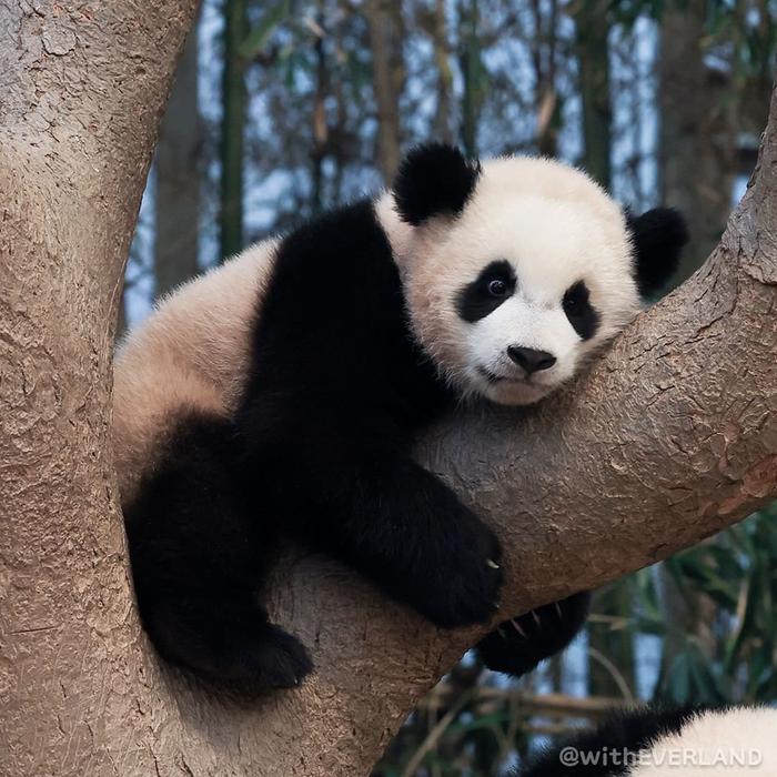 熊猫幼崽辉宝和睿宝出生244天了
