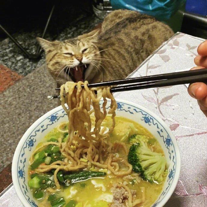 猫咪看到主人吃面