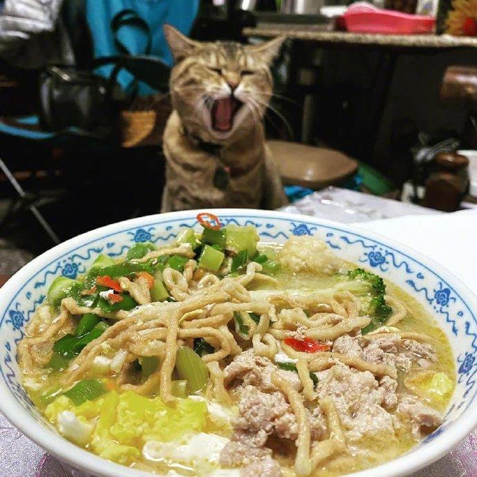 猫咪看到主人吃面