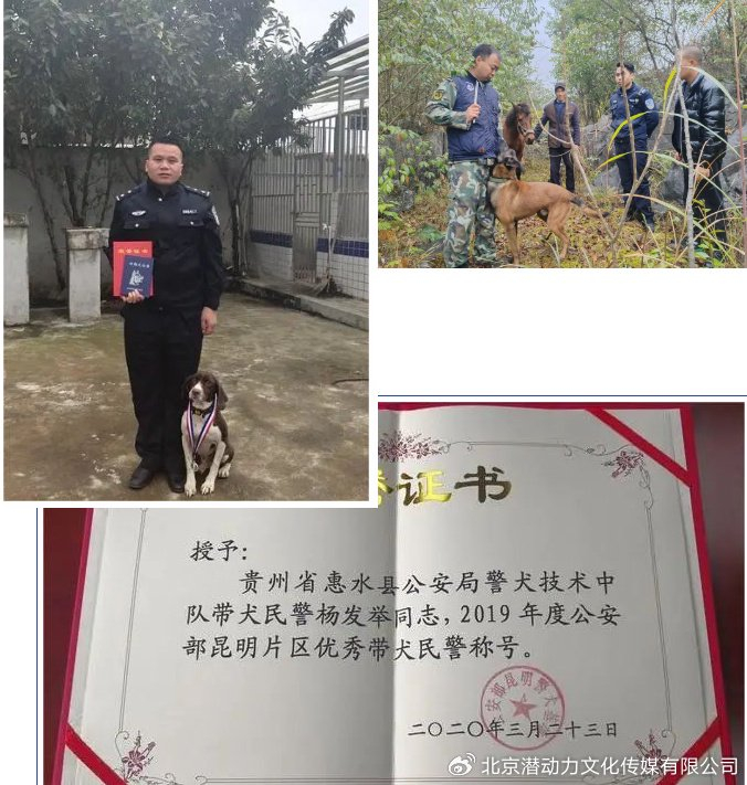 黔山田园梦 惠水好花红 平安守护人系列报道之二百七十四|平安|警犬