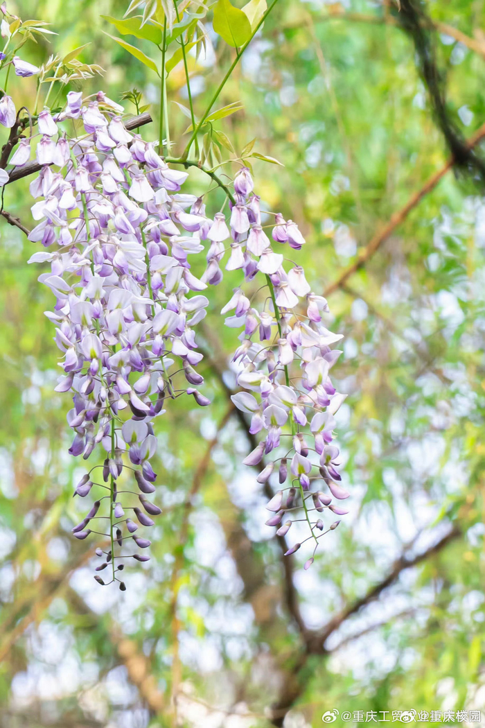 紫藤萝花盛开的景象,仿佛将人们带入了一个如梦如幻的世界,花与蝶共舞