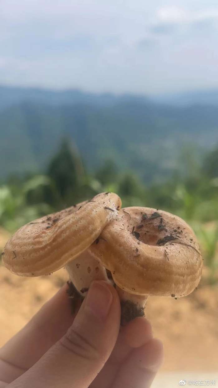 万州又到了捡菌子的理季节,松树菌,绿豆菌………__财经头条