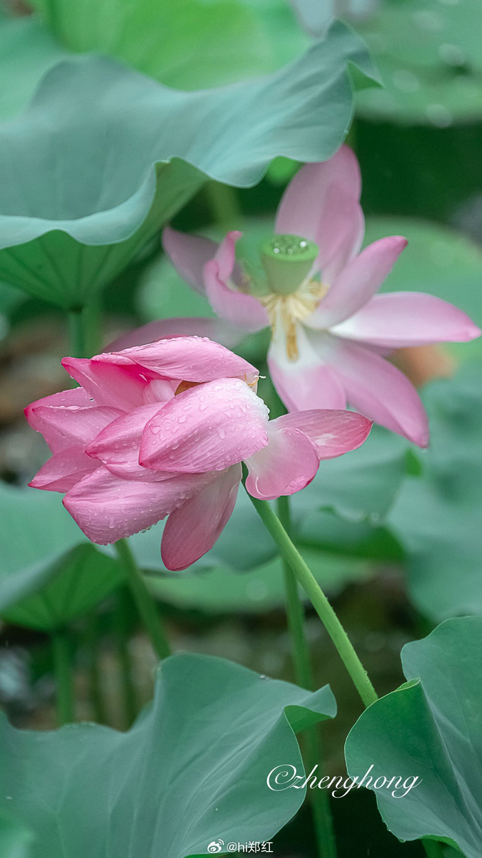 北京颐和园西堤雨中荷花 摄影