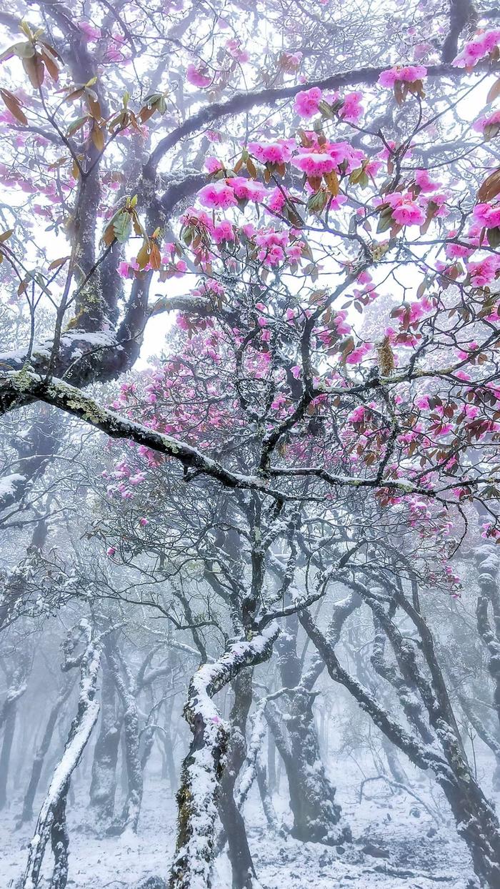 雪花秀图片图片