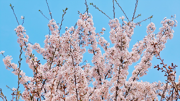 锦绣太原赏花季暨万柏林区第十一届樱花节启动|樱花园|启动仪式|樱花