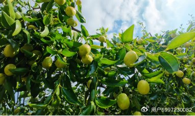 义乌市中森农业科技有限公司总策划师黄凯|金华市|浙江省|南枣|文化|产业_新浪新闻