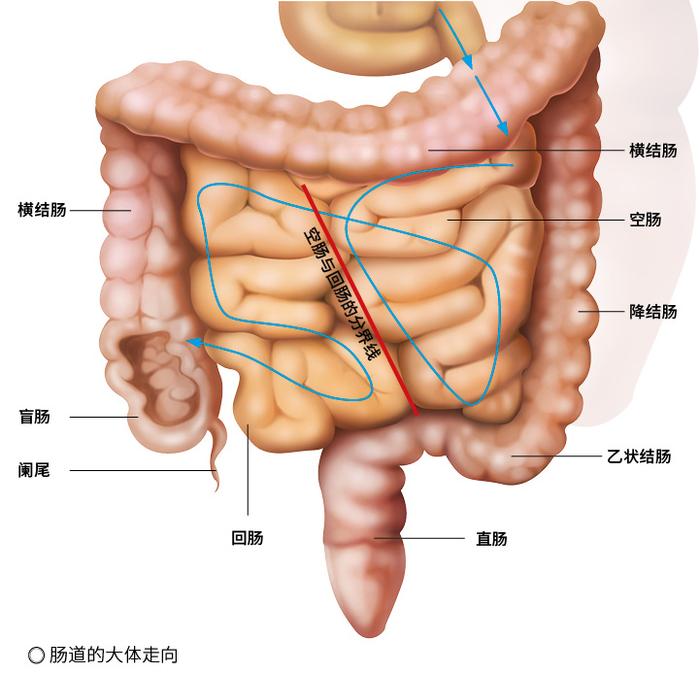 肠子在肚子里的示意图图片