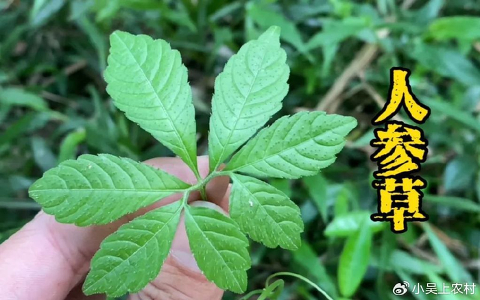 有1000多年历史的绞股蓝到底有啥作用懂的人看到就摘回家