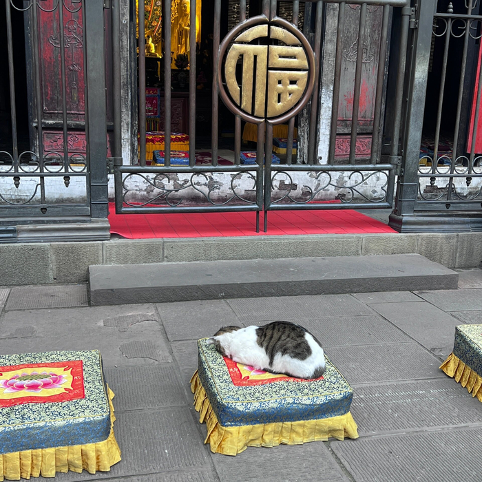 寺庙里虔诚拜佛的小猫