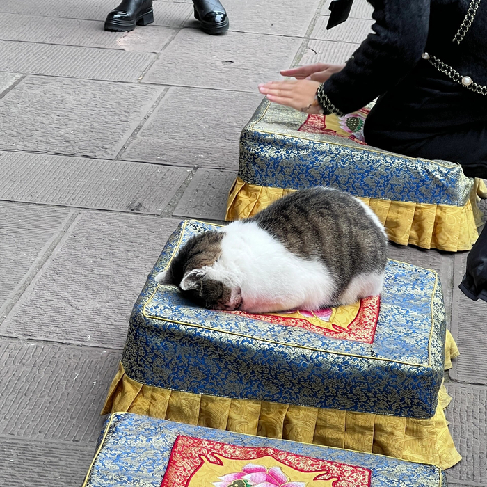 寺庙里虔诚拜佛的小猫