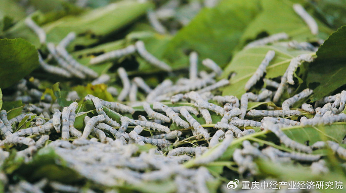 聚焦智能蚕桑建设乡村振兴“新丝路”__财经头条