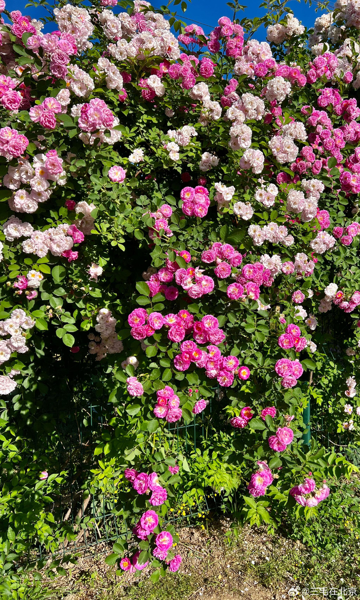 北京奥森北园东门外 蔷薇花盛开 摄影