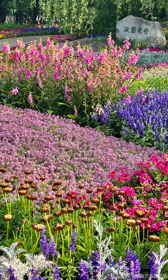 北京 海淀公园 莫奈花园 摄影