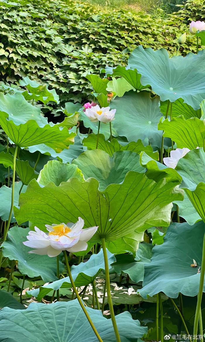 北京中山公园 水榭荷花开 摄影