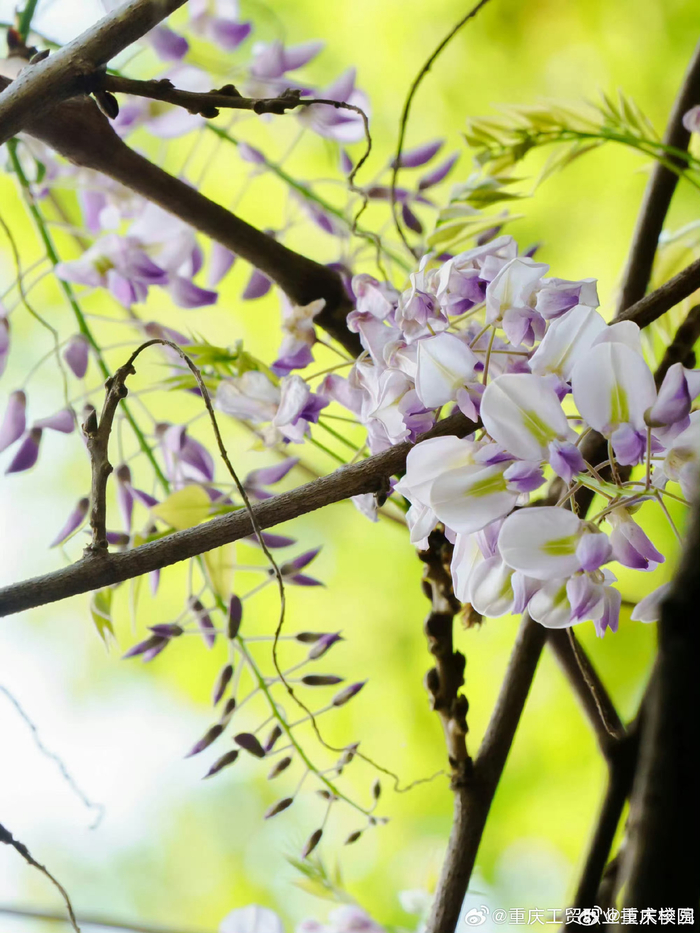 紫藤萝花盛开的景象,仿佛将人们带入了一个如梦如幻的世界,花与蝶共舞
