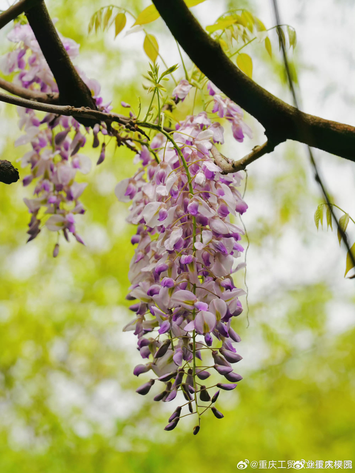 紫藤萝花盛开的景象,仿佛将人们带入了一个如梦如幻的世界,花与蝶共舞