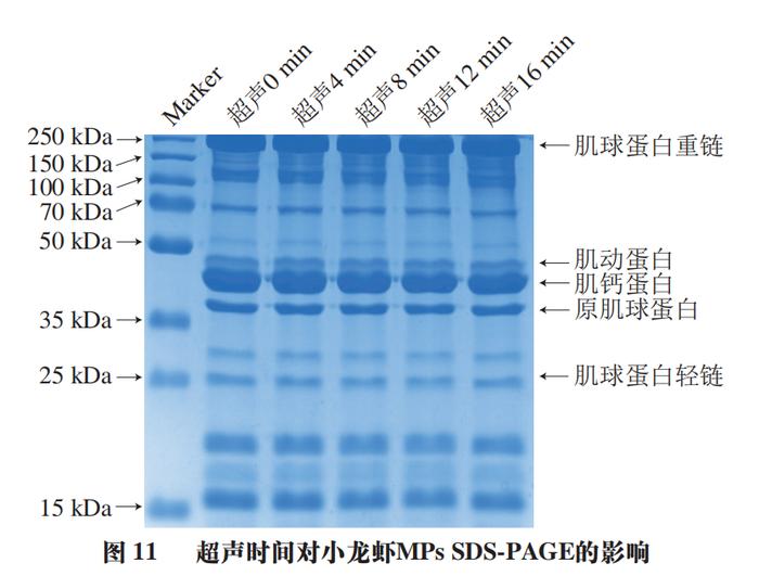 食品非熱加工專欄武漢輕工大學王海濱教授等高強度超聲處理時間