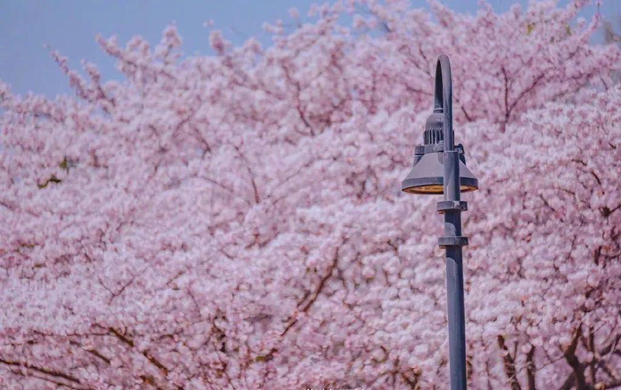 威海赤山|里口山|樱花_新浪新闻