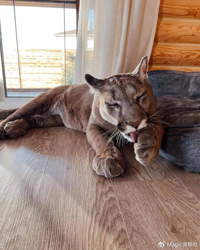 奶奶炫耀"捡的大猫",孙子一看吓到腿软:您管美洲狮叫猫?