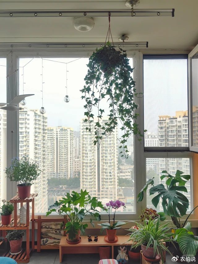 珍珠|吊兰|枝条_新浪新闻