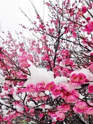 腊梅香盛亭台楼阁踏雪凤凰沟梅花雪景宛如仙境银装素裹