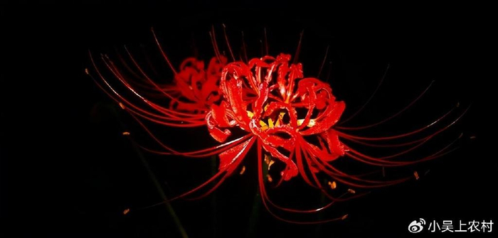 一种有毒植物,花叶永不相见,却又美丽得让人难以忘怀,有何价值|彼岸花