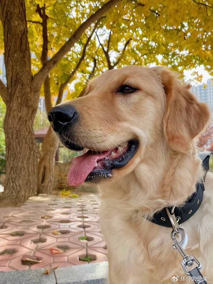 狗界"最听话好养"的5种狗狗,谁养谁顺心!