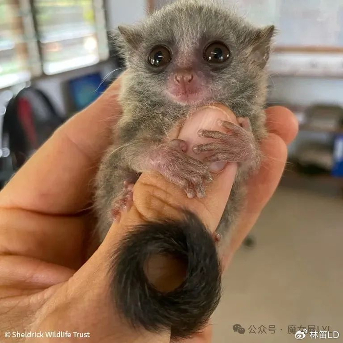 猴家族——这么好玩的小动物叫：婴猴|猴子|索马里|昆虫|宠物|尾巴_新浪新闻