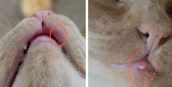 猫咪嘴巴突然肿了怎么办?真不是上火!