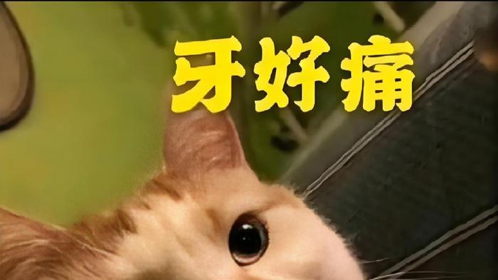 “牙痛不是病，疼起来要人命”，这句话我信了！