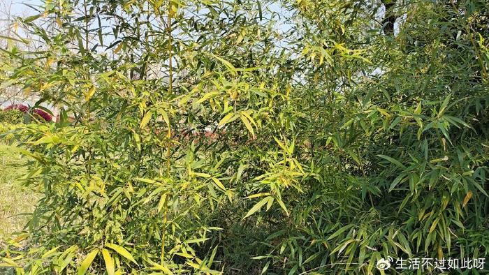 老了，不管有钱没钱，都要给儿子留下两样东西，这才是有远见