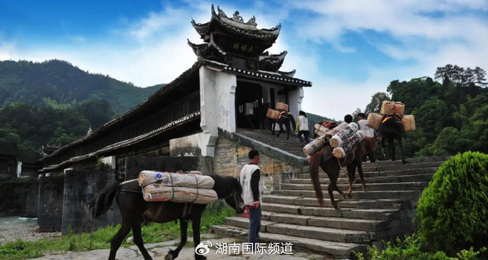 文化中国行丨台湾茶人在湖南茶马古道探寻中华文脉