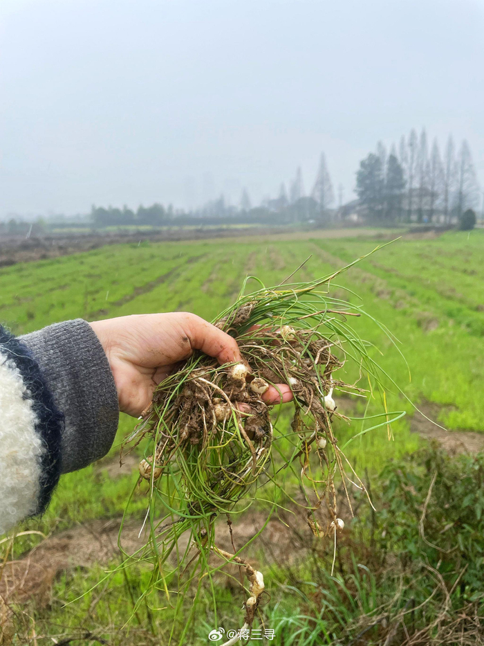 下雨也不能阻挡我打野的心野葱煎蛋的味道真不错