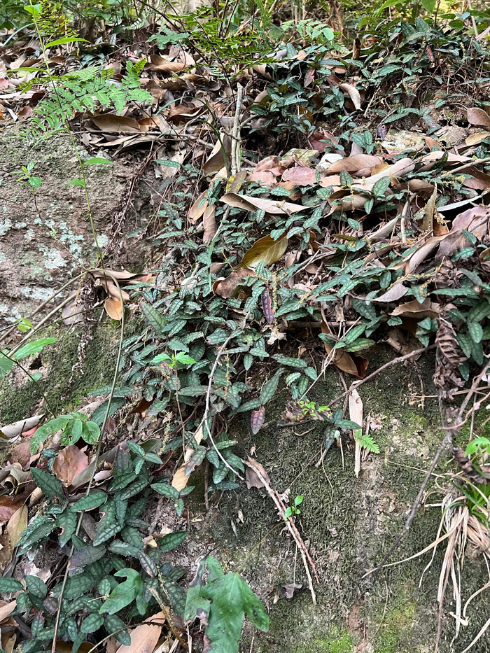 堇叶紫金牛国一野生种群