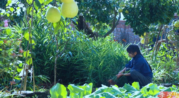 东北雨姐,李子柒的"另一面"|李子柒_新浪新闻