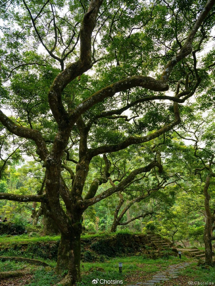 清明踏青|探寻广州600年“古榄王”奇观!|广州市|广东省|乌榄|果实|正果寺_新浪新闻