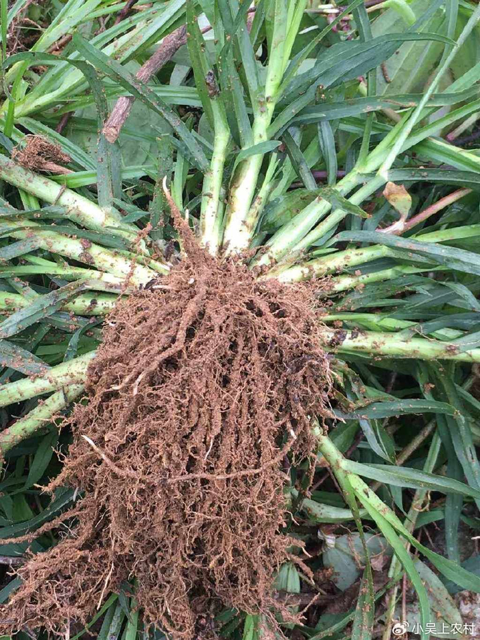 农村房前屋后常见的牛筋草,农民当害草处理,却不知有3大妙用|牛筋草