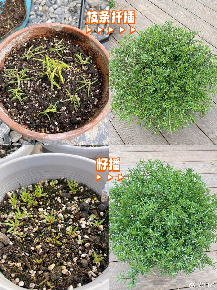 珍珠吊兰:圆润可爱的绿色珍珠珍珠吊兰是一种非常可爱的多肉植物.
