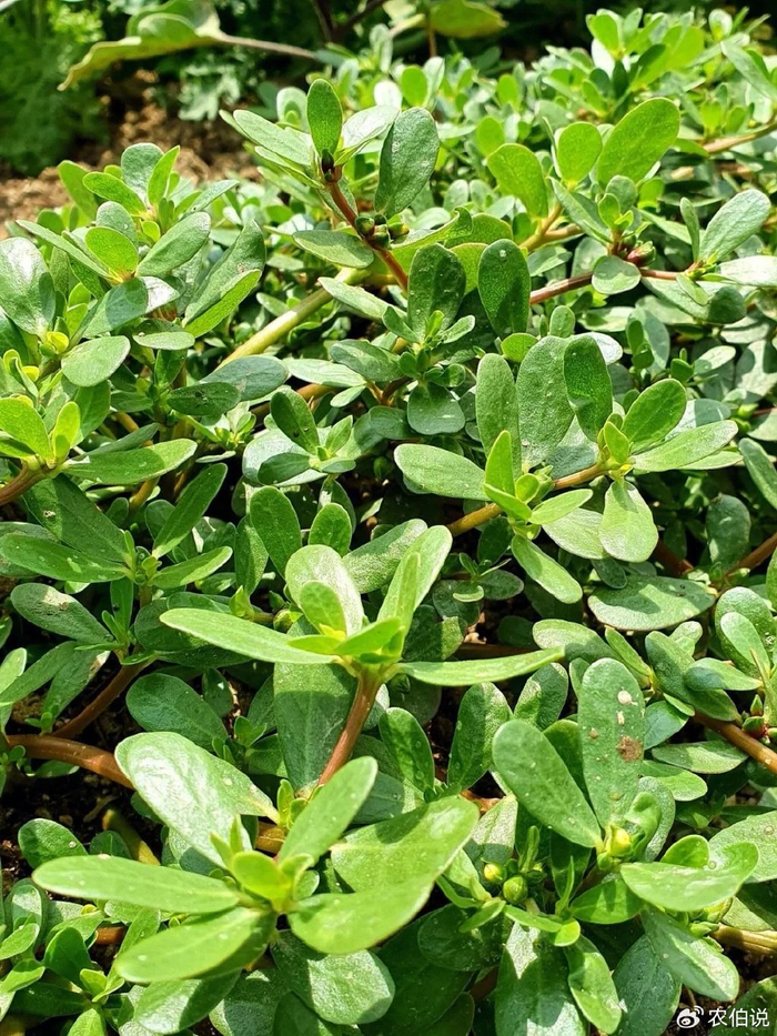 春天挖野菜,带你认识20种不同的野菜,认准了好看了再挖