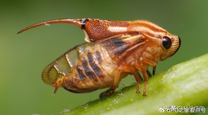 时隔221年13年蝉与17年蝉将再次相遇蝉的周期为何都是质数