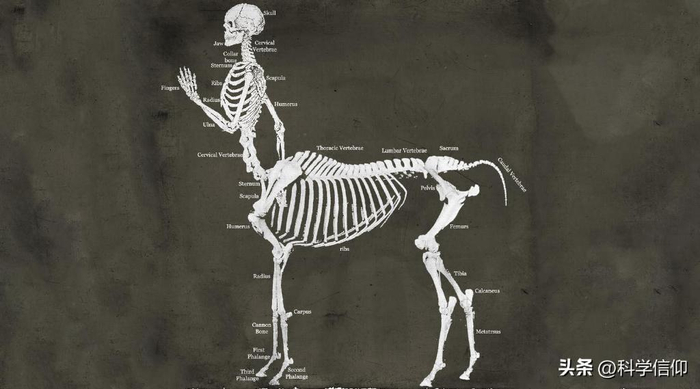 半人马只是传说,还是真实存在过?这样的生物很难存活