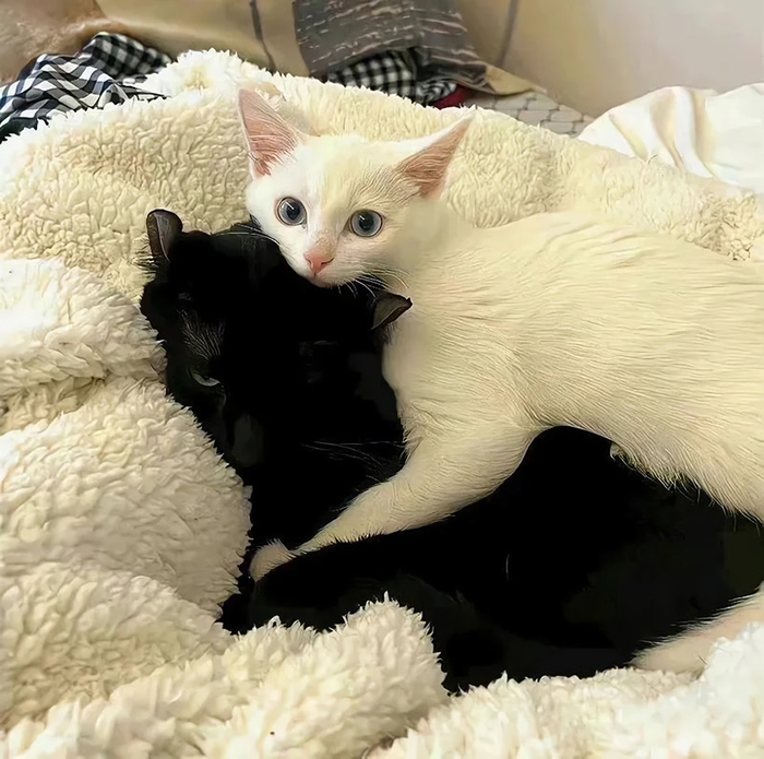 猫咪背景图__财经头条