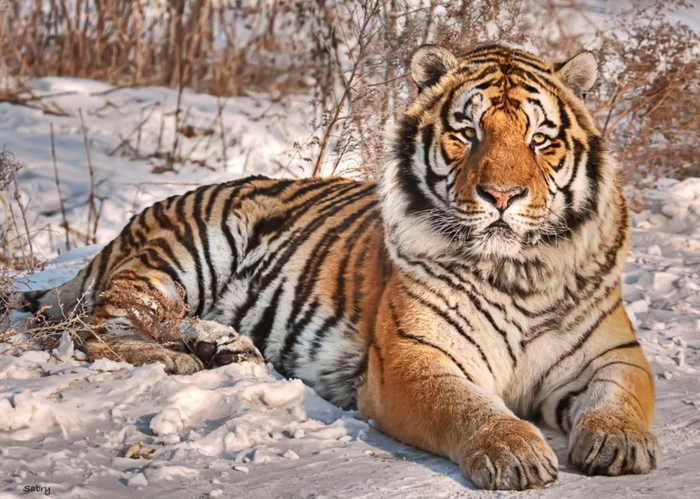 野生东北虎大战牛,两条后腿被撕掉,人遇到怎么办?