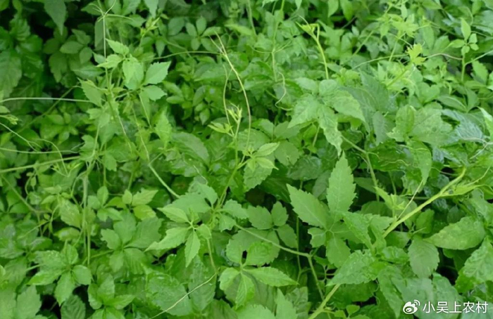 有1000多年历史的绞股蓝到底有啥作用懂的人看到就摘回家